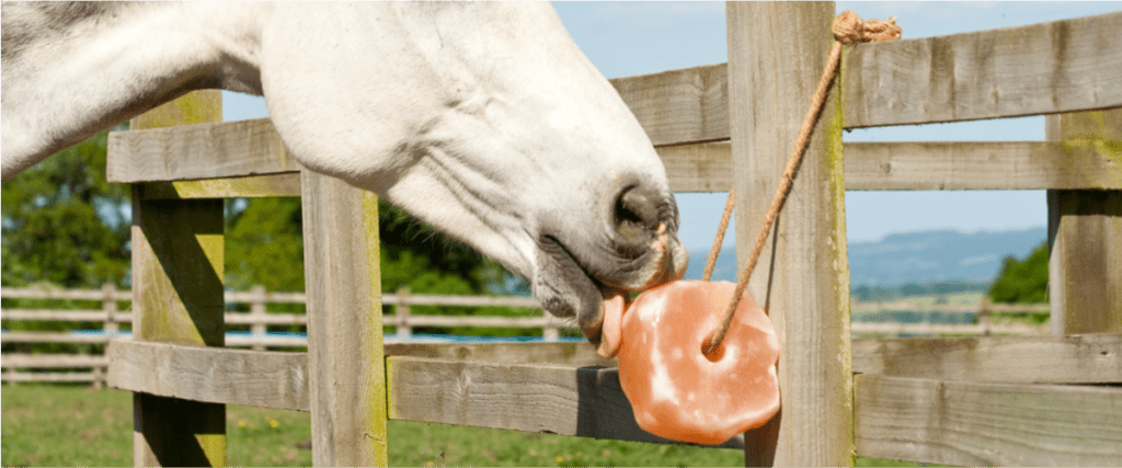 White horse eating a pink treat near a wooden fence with a blue sky background