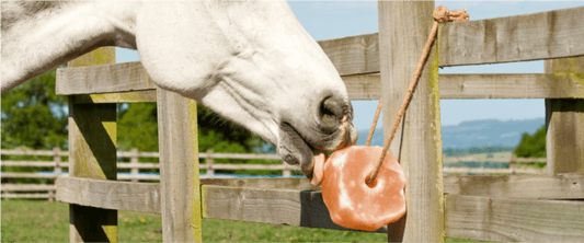 Himalayan Pink Salt for Animals – Nutrition, Uses, and Health Benefits
