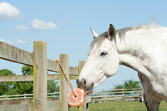 White horse eating a pink treat near a wooden fence with a blue sky background